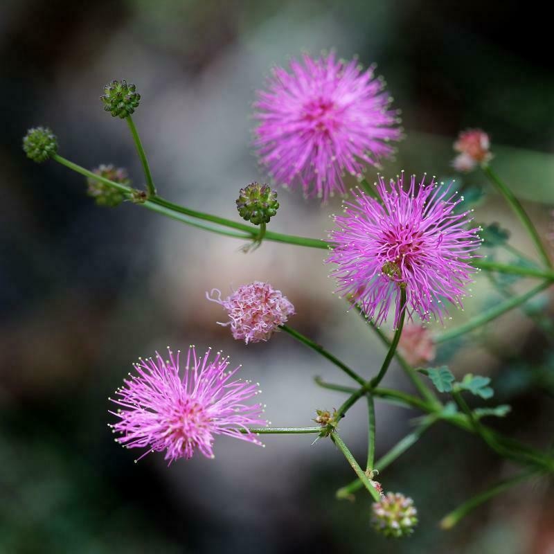 Mimosa gracilis photo 3