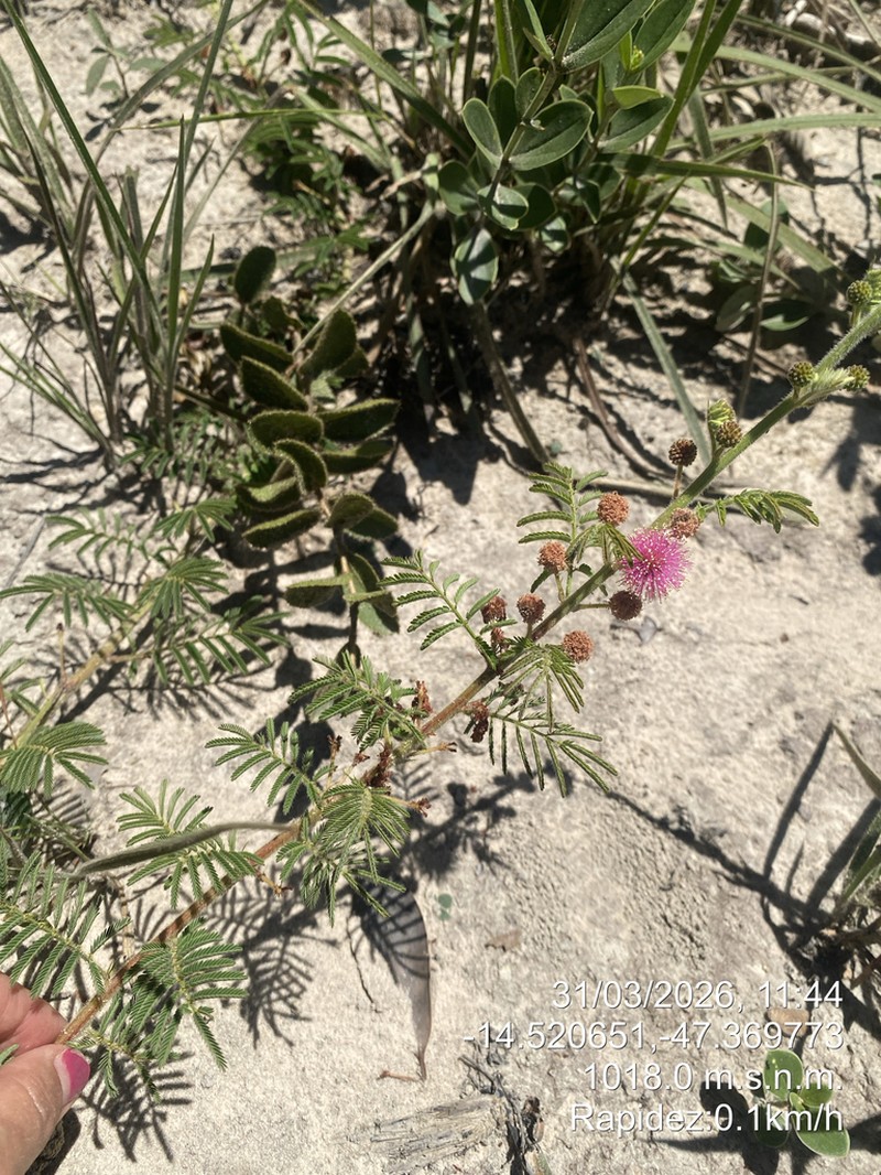 Mimosa gracilis photo 4