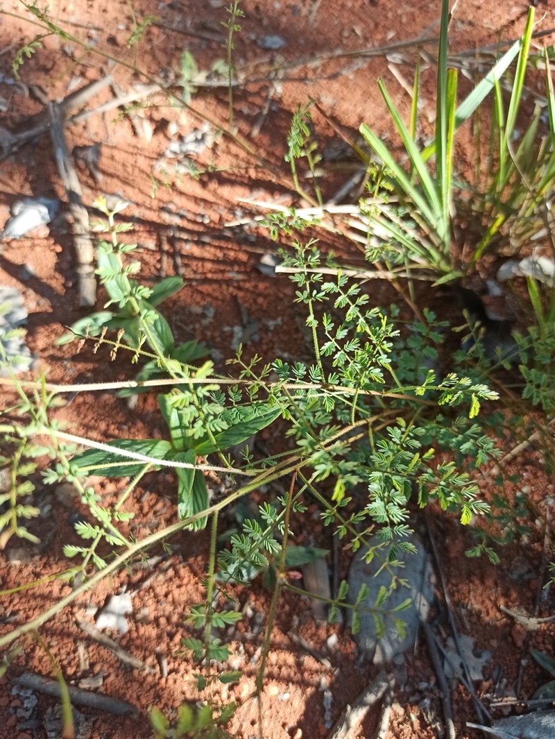 Mimosa gracilis photo 5