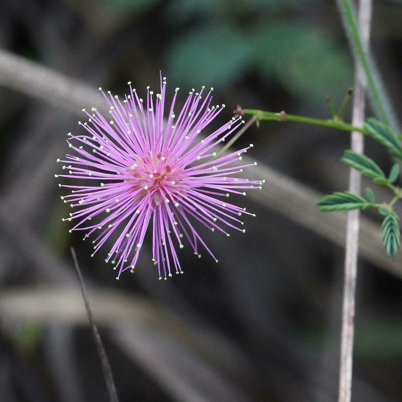 Mimosa gracilis photo 6
