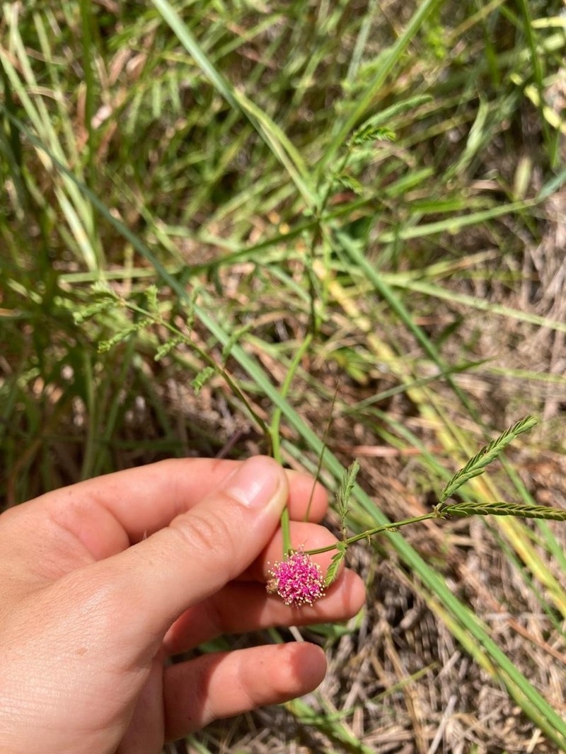 Mimosa gracilis photo 7