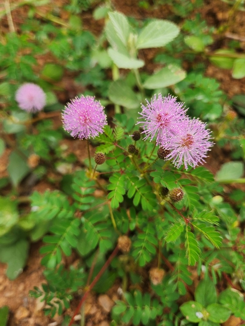 Mimosa gracilis photo 8