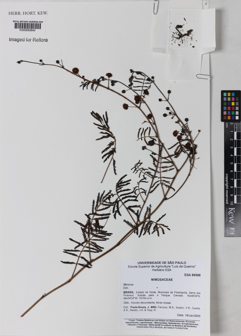 Mimosa gracilis subsp. capillipes