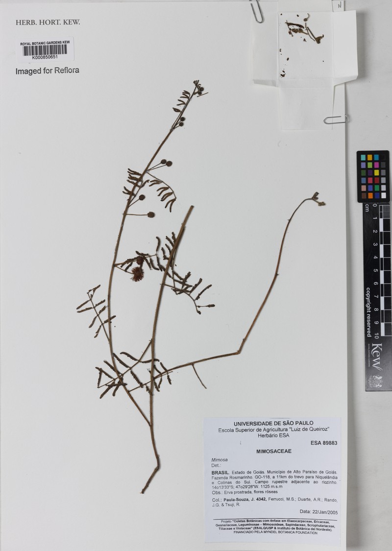Mimosa gracilis subsp. capillipes photo 2
