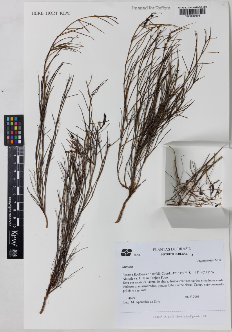 Mimosa gracilis var. brevissima