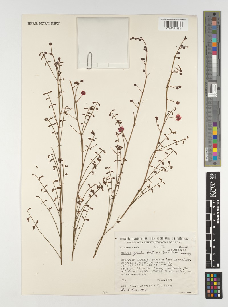 Mimosa gracilis var. brevissima photo 2