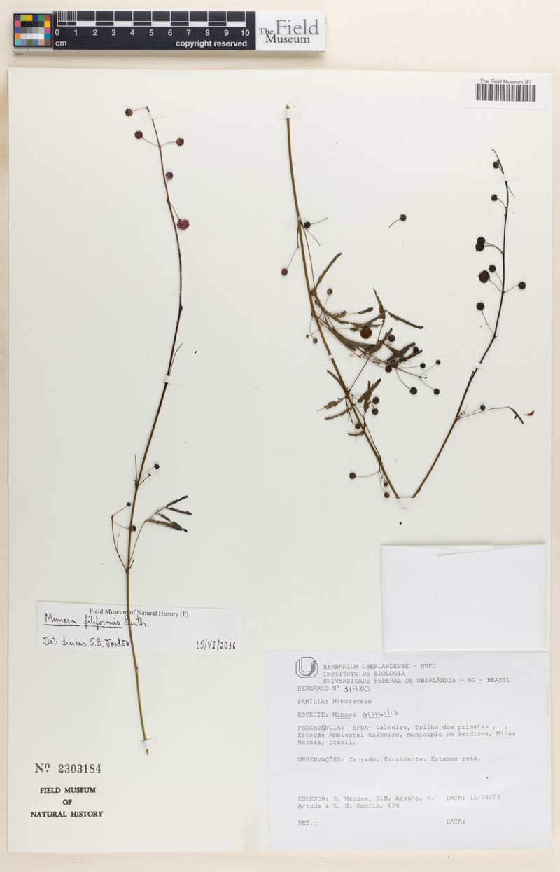 Mimosa gracilis var. filiformis