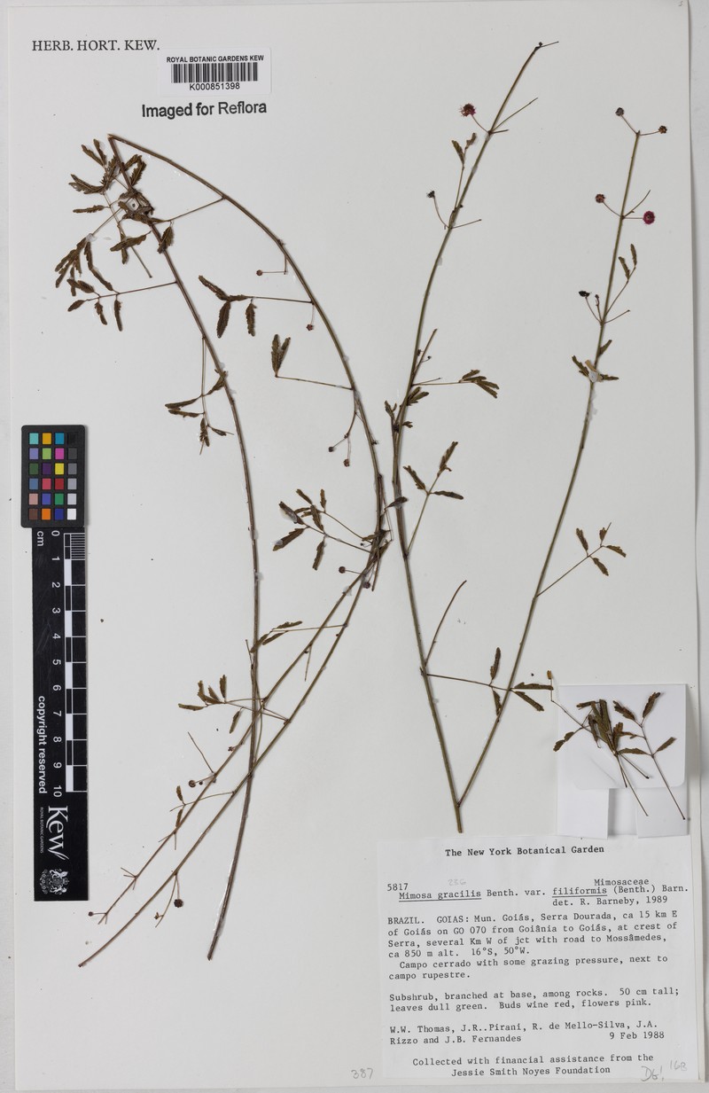 Mimosa gracilis var. filiformis photo 2