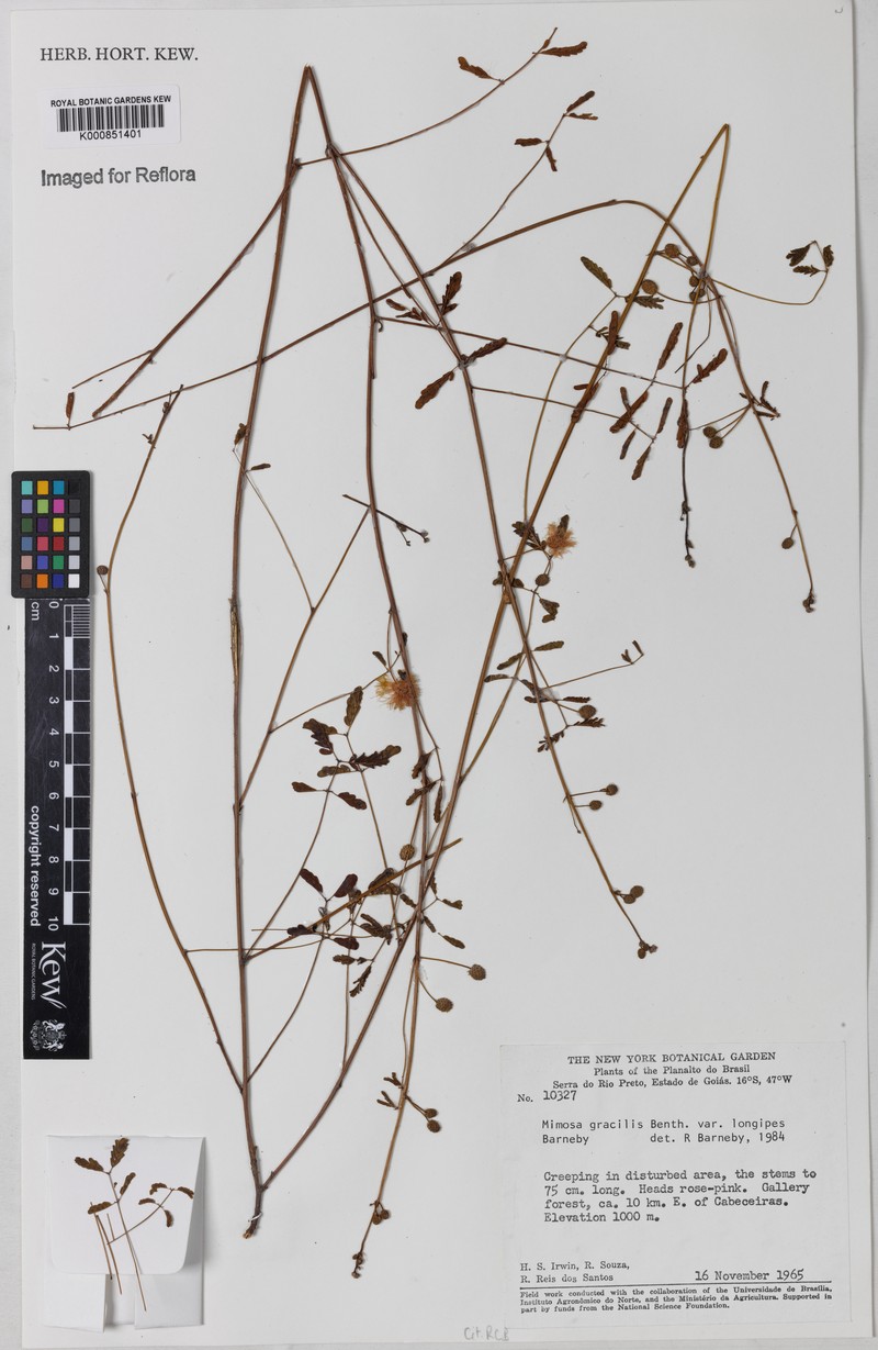 Mimosa gracilis var. longipes