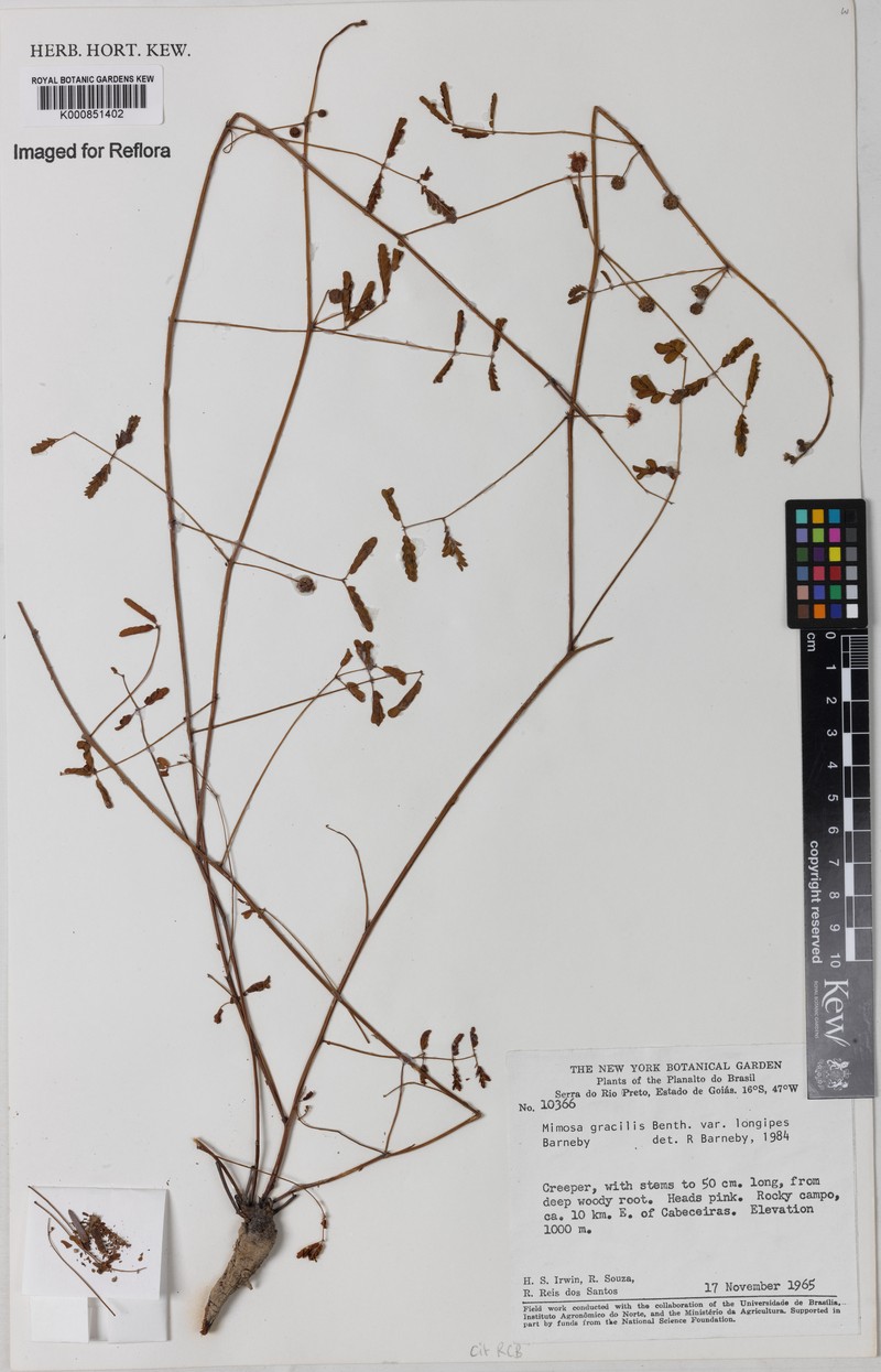 Mimosa gracilis var. longipes photo 2