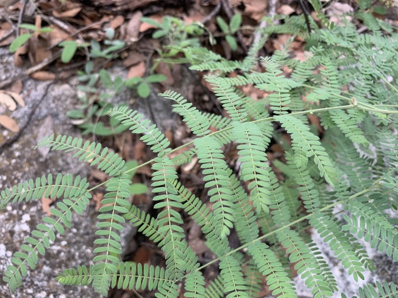 Graham's Mimosa