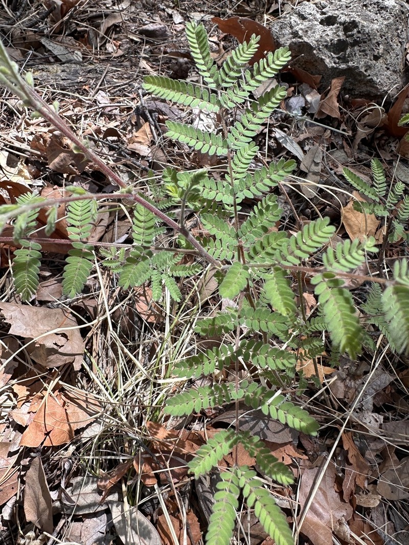 Graham's Mimosa photo 2