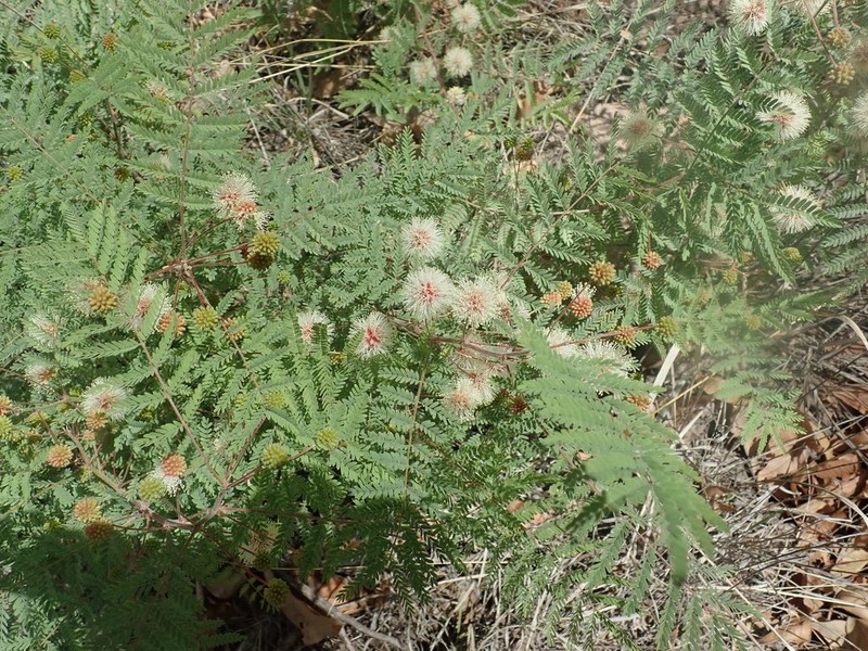 Graham's Mimosa photo 3