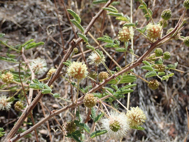 Graham's Mimosa photo 4