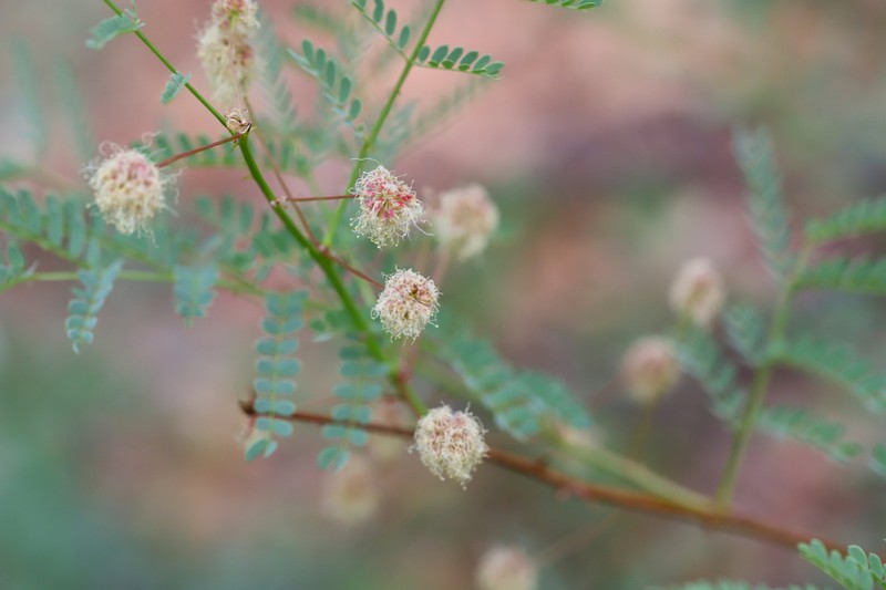 Graham's Mimosa photo 5