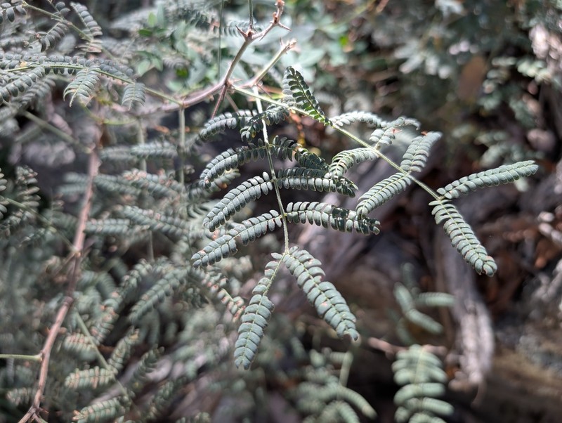 Graham's Mimosa photo 6