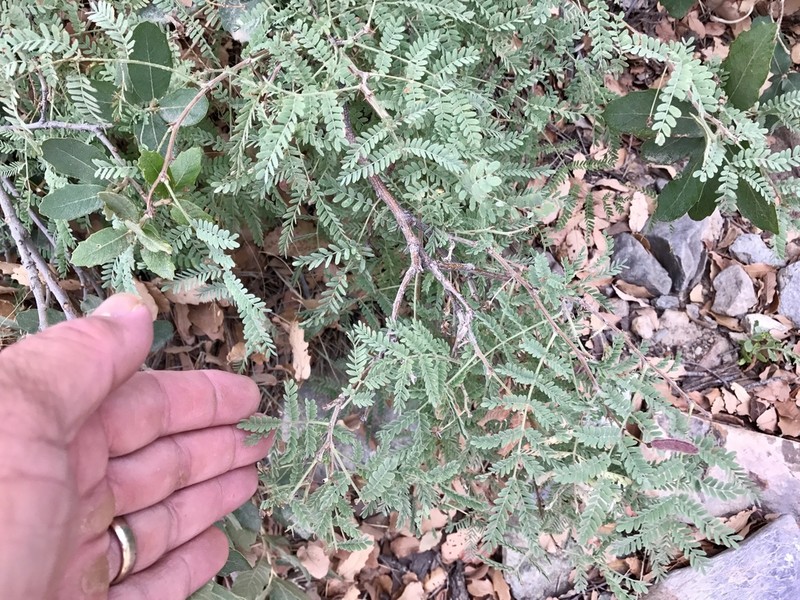 Graham's Mimosa photo 7