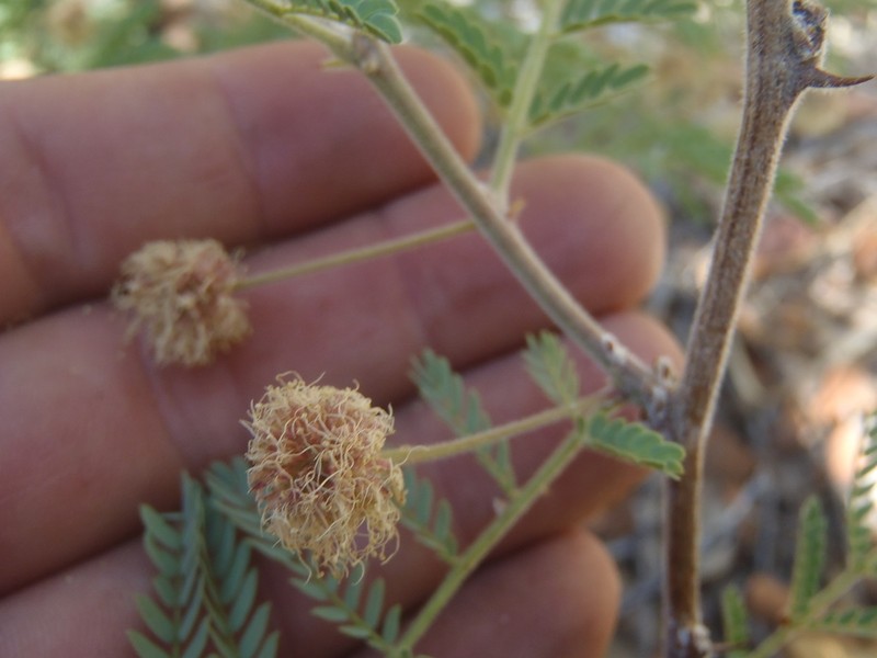Graham's Mimosa photo 8
