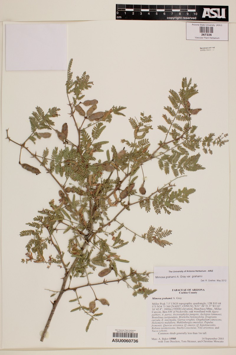 Mimosa grahamii var. grahamii