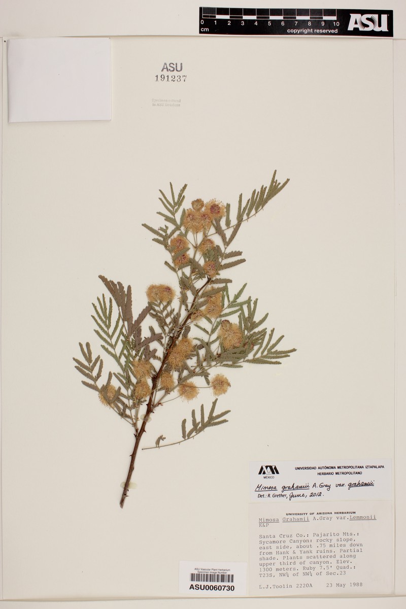 Mimosa grahamii var. grahamii photo 2
