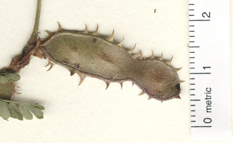 Mimosa grahamii var. grahamii photo 3