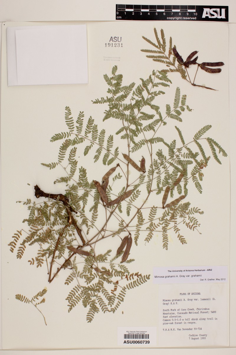 Mimosa grahamii var. grahamii photo 4