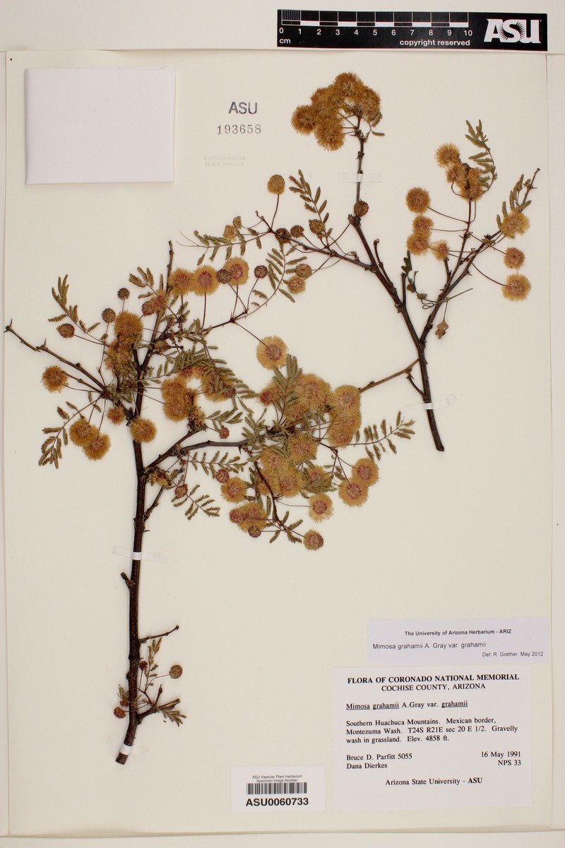 Mimosa grahamii var. grahamii photo 5