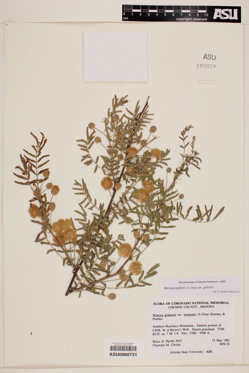 Mimosa grahamii var. grahamii photo 6
