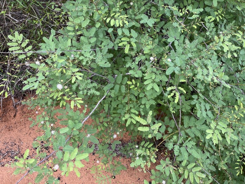 Mimosa grandidieri