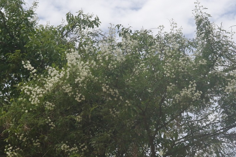 Mimosa grandidieri photo 3
