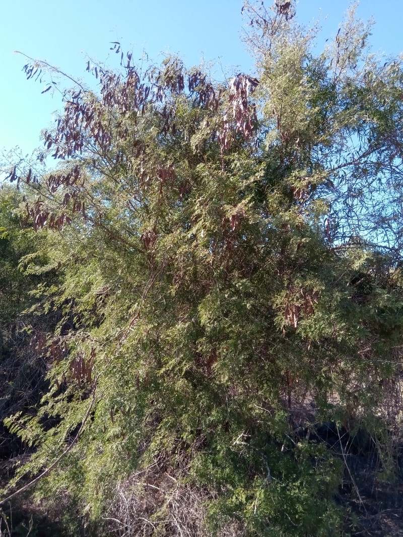 Mimosa grandidieri photo 4