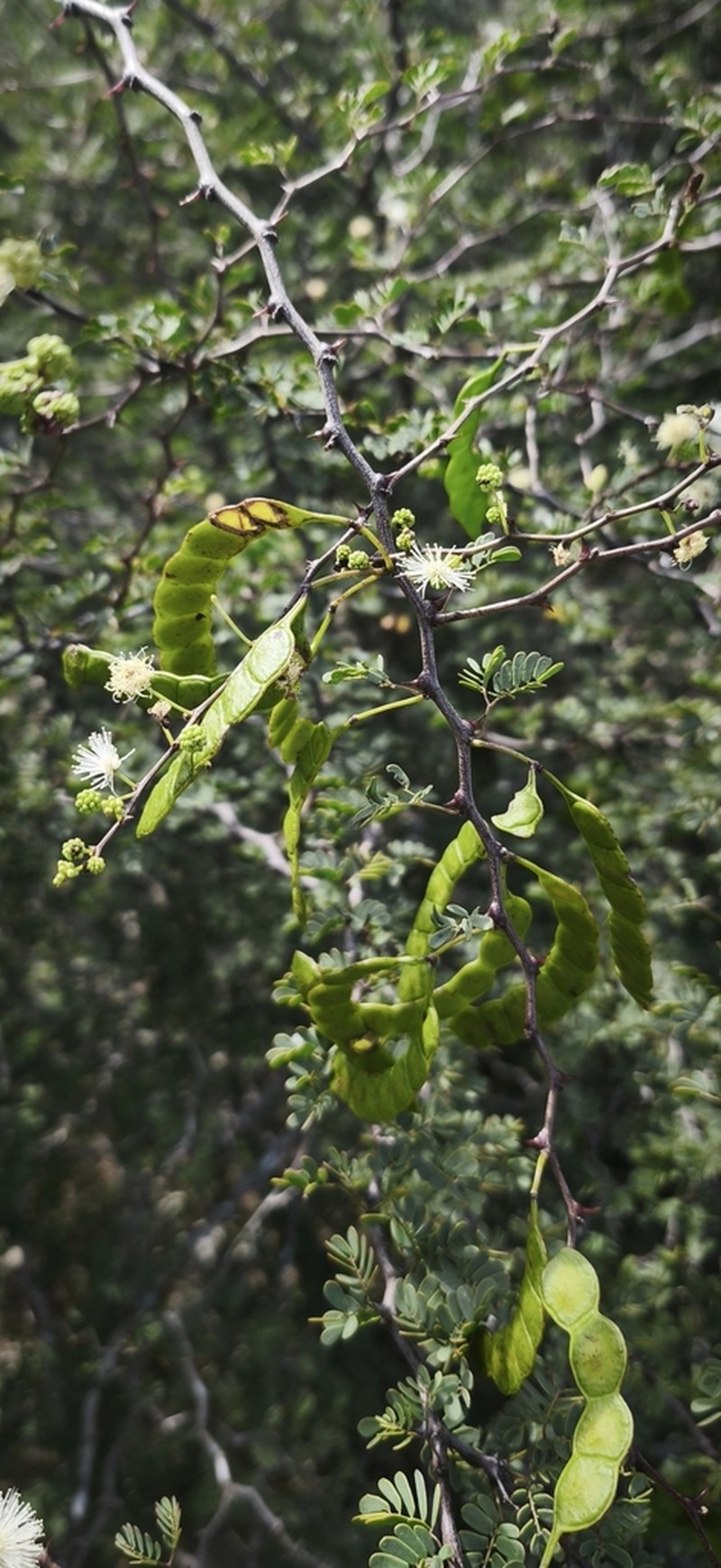 Mimosa grandidieri photo 5