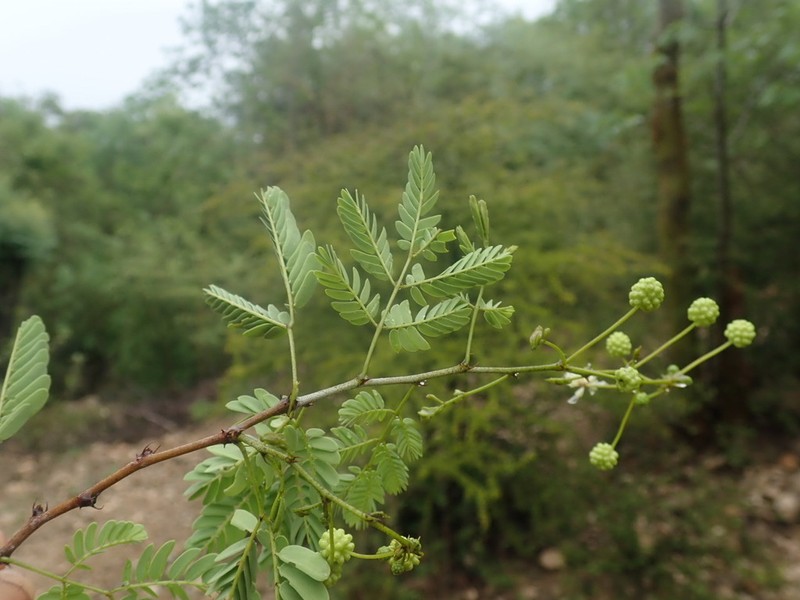 Mimosa grandidieri photo 6