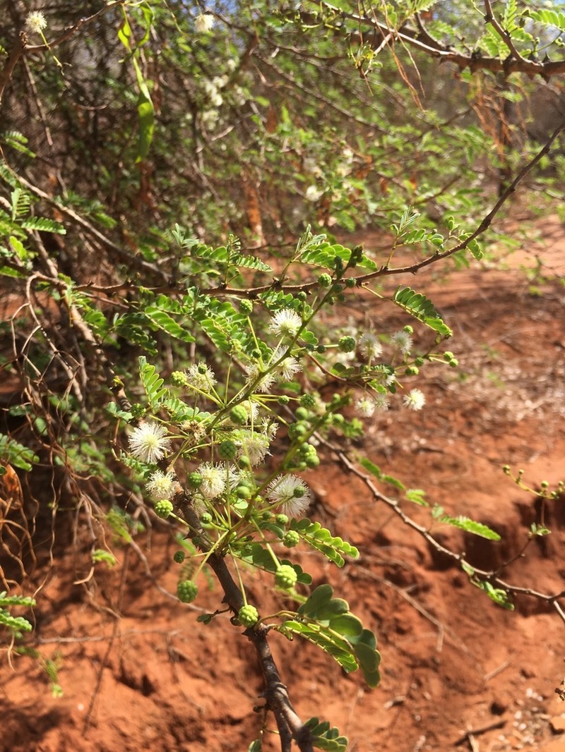 Mimosa grandidieri photo 7
