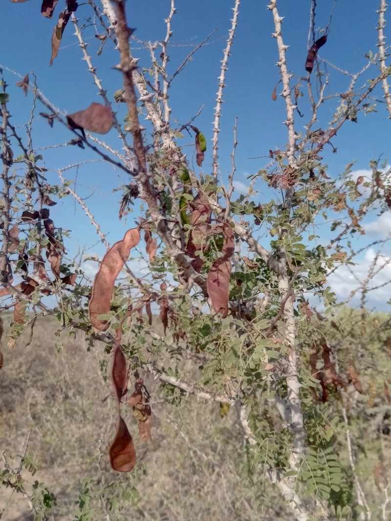 Mimosa grandidieri photo 8