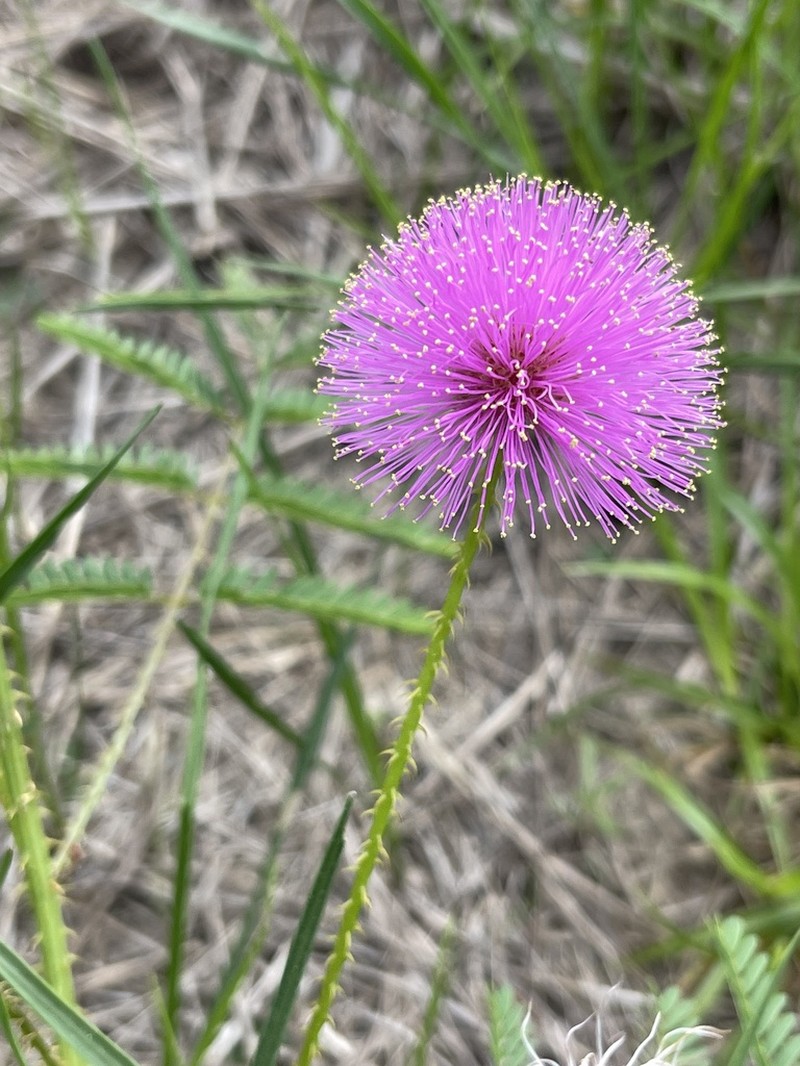 Porcupine Mimosa