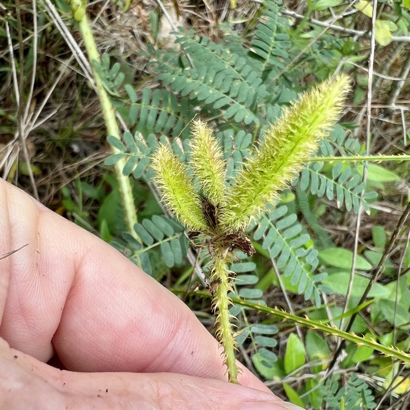 Porcupine Mimosa photo 2