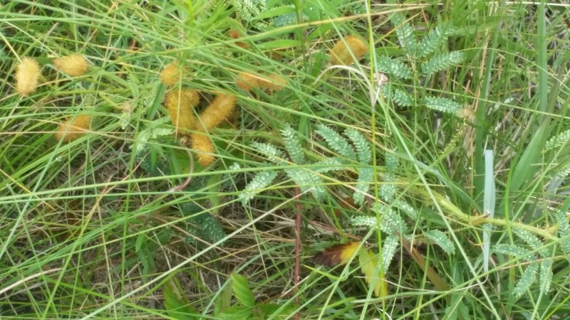 Porcupine Mimosa photo 3