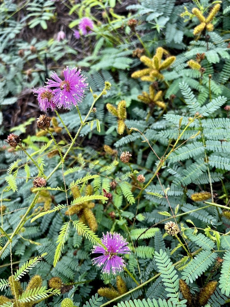 Porcupine Mimosa photo 4