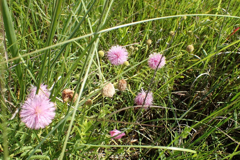 Porcupine Mimosa photo 6