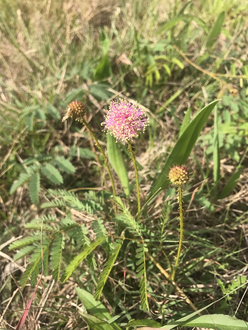 Porcupine Mimosa photo 7