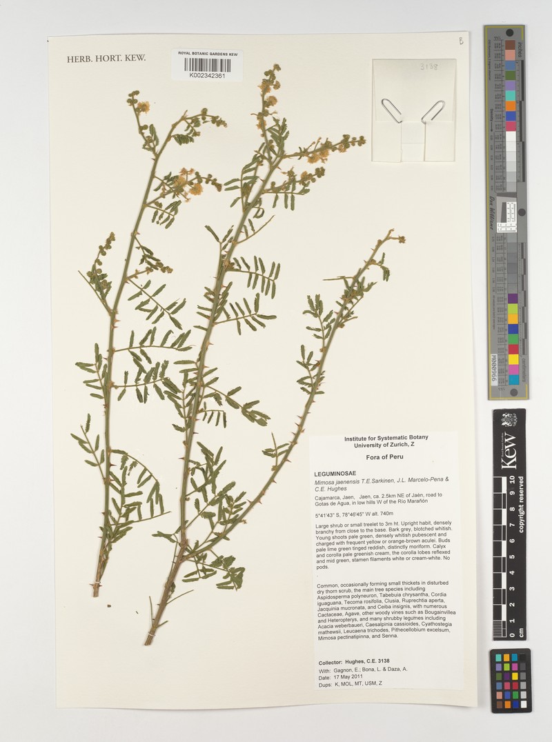 Mimosa jaenensis
