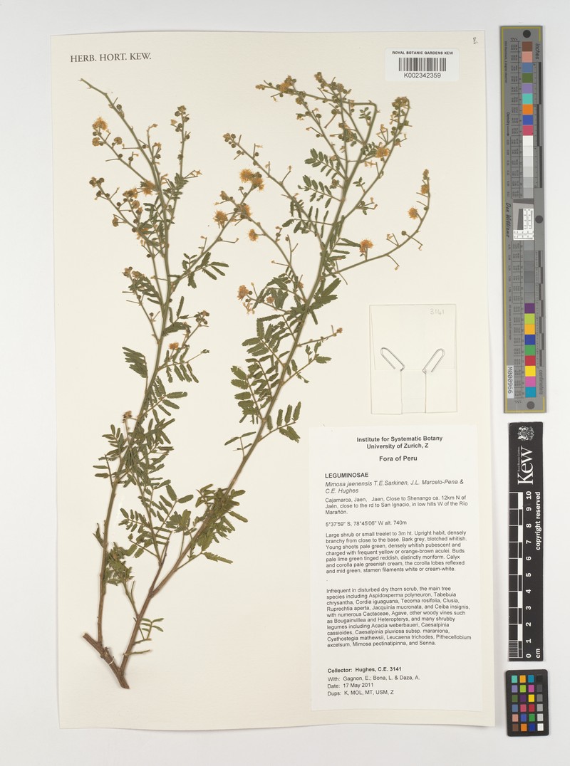Mimosa jaenensis photo 2