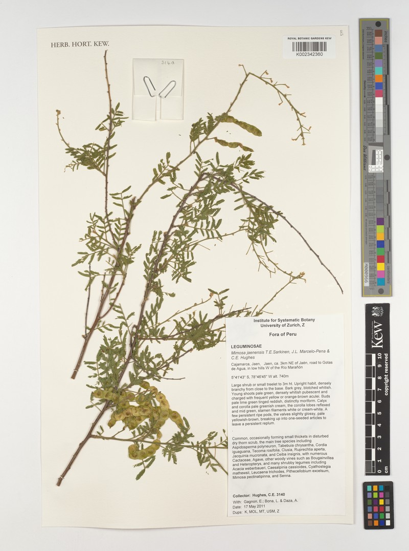 Mimosa jaenensis photo 3