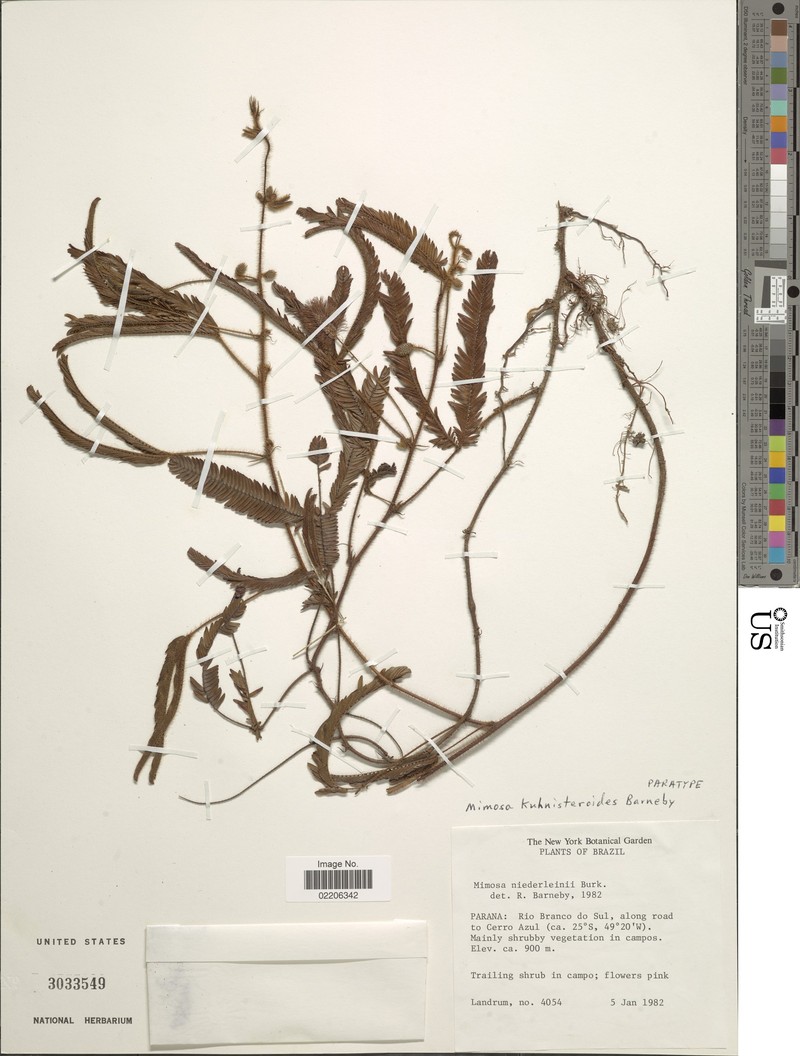 Mimosa kuhnisteroides