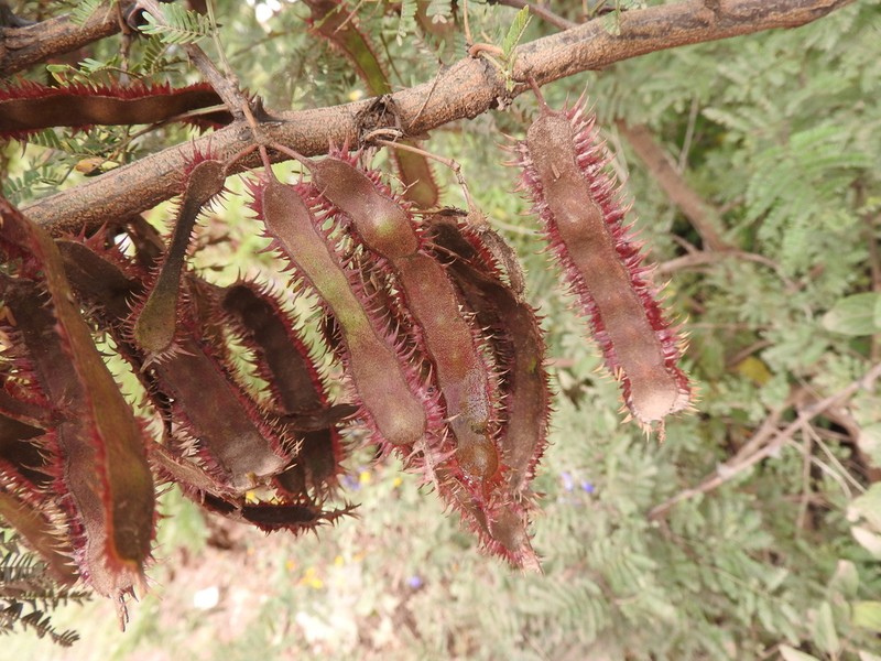 Mimosa lacerata