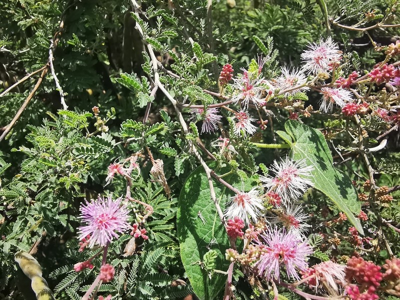 Mimosa lacerata photo 2