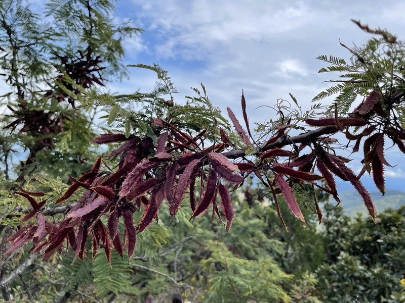 Mimosa lacerata photo 4