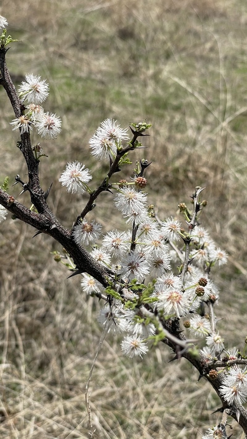 Mimosa lacerata photo 6