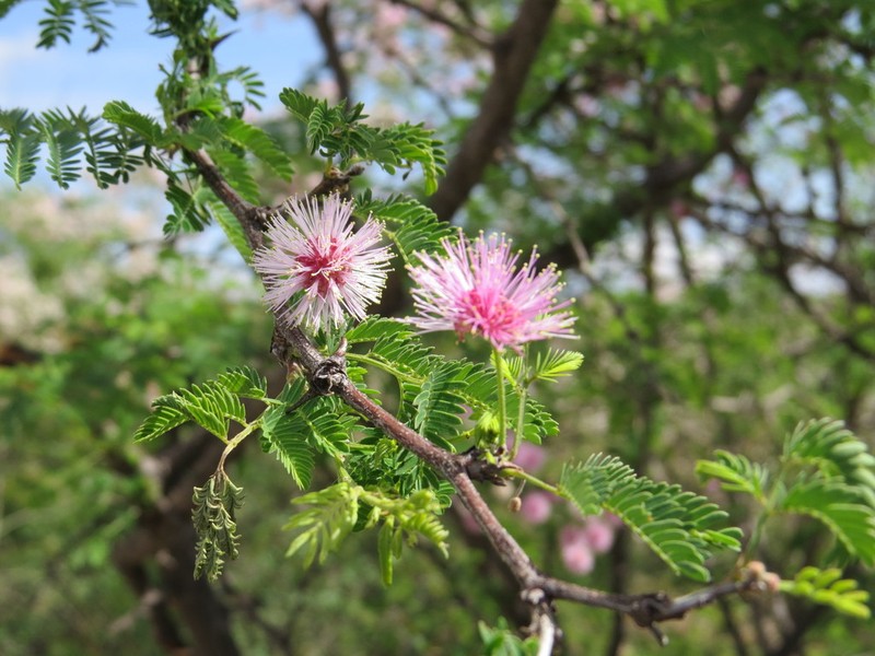 Mimosa lacerata photo 7